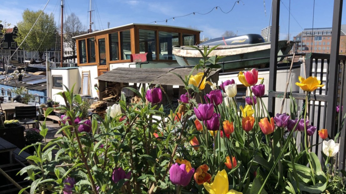 Speranza & tulips